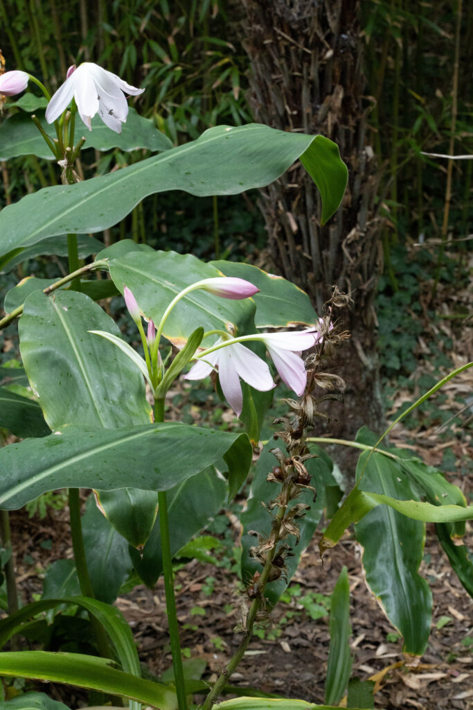 Jardin botanique de Vauville