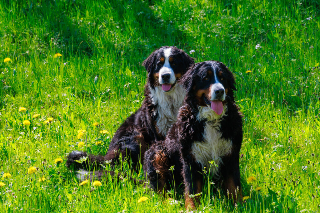 Berner Sennenhunde